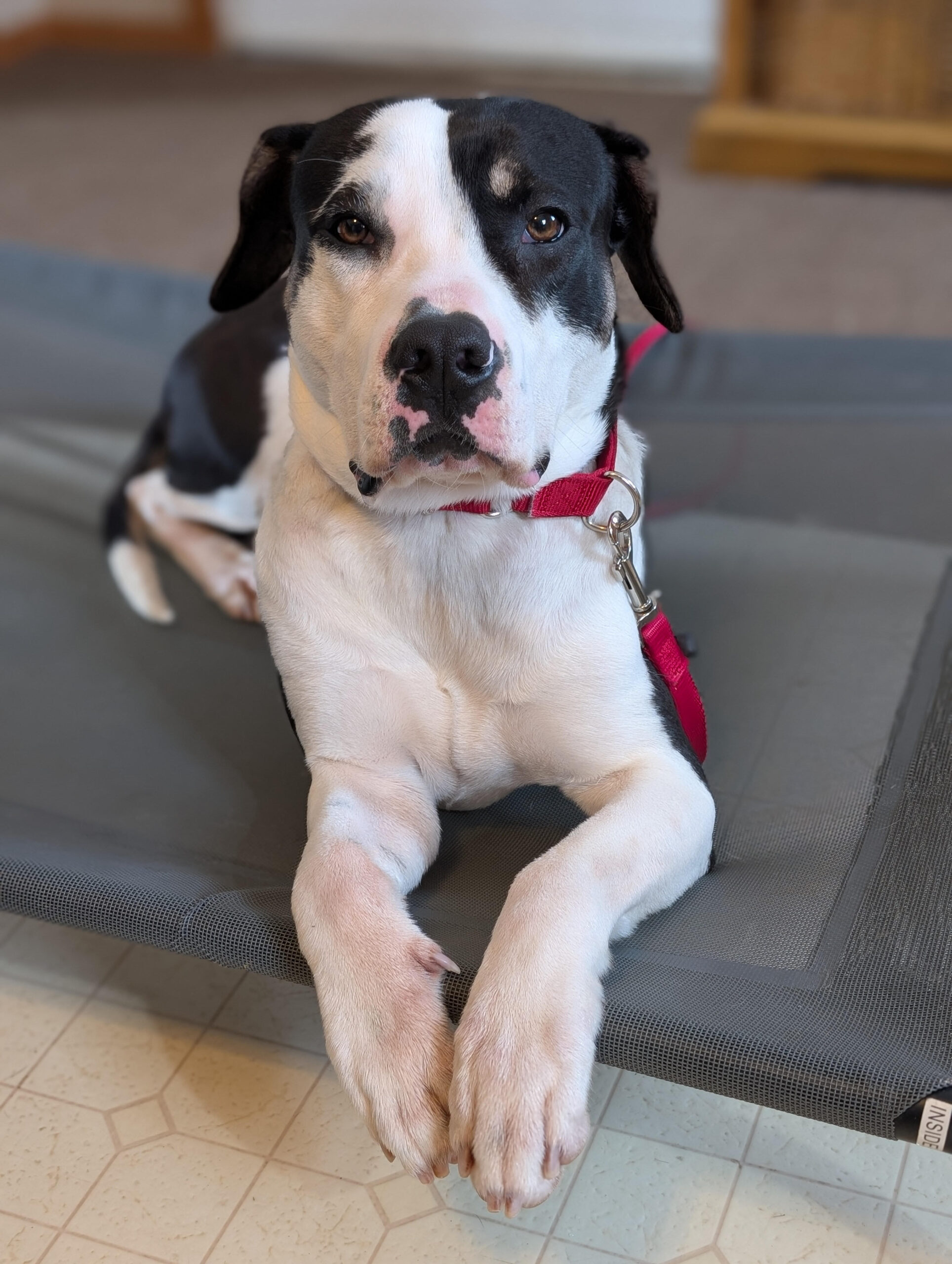 black and white dog, winner of 2026 contest